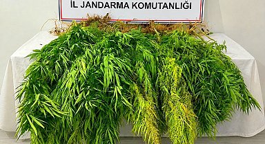Mısır tarlasından kenevir çıktı: 3 gözaltı