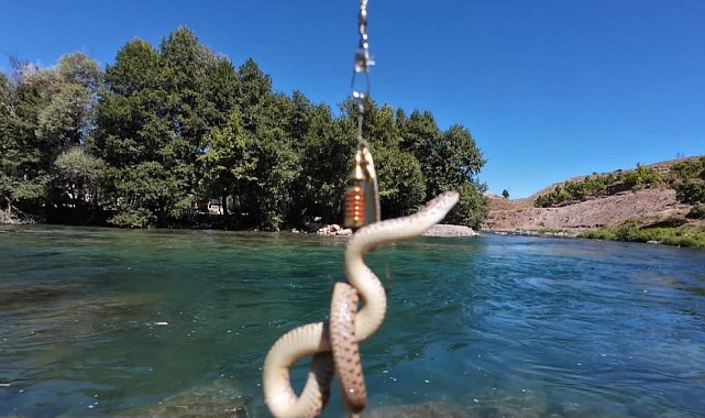Munzur Nehri'nde oltaya balık yerine su yılanı takıldı