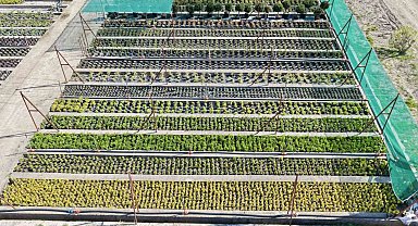 Muradiye Fidanlığı'ndan yeşil seferberlik