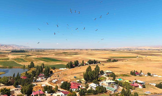 Muş Ovası'nda leylekler göç öncesi enerji depoluyor