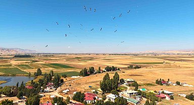 Muş Ovası'nda leylekler göç öncesi enerji depoluyor