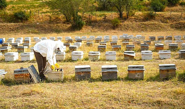 Muş'ta bal hasadı tamamlandı: 700 ton bal elde edildi