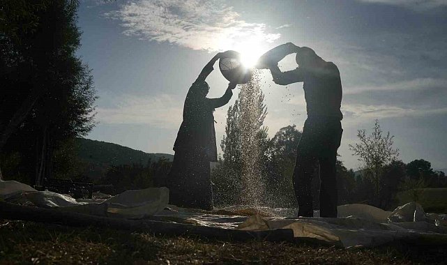 Muş'ta geleneksel yöntemle mısır hasadı