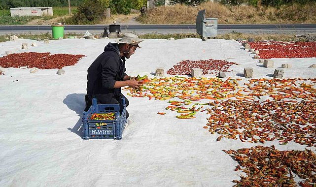 Muş'ta tarlasında yetiştirdiği sebzeleri yurt içi ve yurt dışına gönderiyor