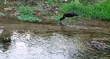 Nadir görülen kara leylek, beslenirken görüntülendi