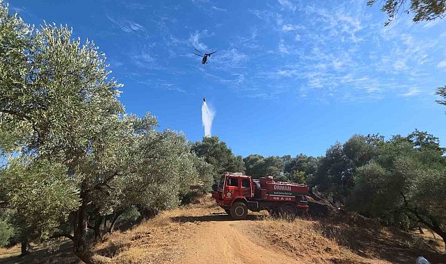 Nazilli'de çıkan yangında 2 dönüm zeytinlik zarar gördü
