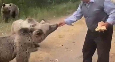 Nemrut'ta tehlikeli anlar: Boz ayıları elle besledi