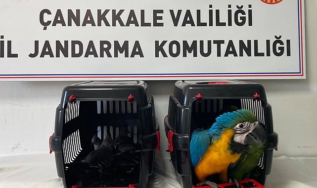 Nesli tehlikede olan egzotik kuşlara köprü gişelerinde el konuldu