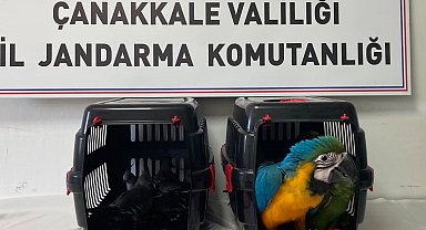 Nesli tehlikede olan egzotik kuşlara köprü gişelerinde el konuldu