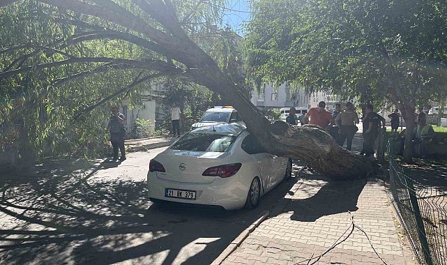 Niğde'de park halindeki otomobilin üzerine ağaç devrildi