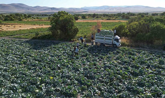 Niğde'de üreticilerin beyaz lahana hasat mesaisi başladı