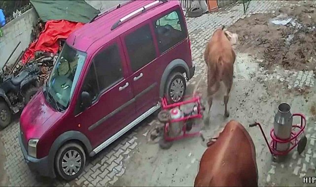 Öfkeli boğa süt sağım makinesini sürükledi, o anlar kameraya yansıdı
