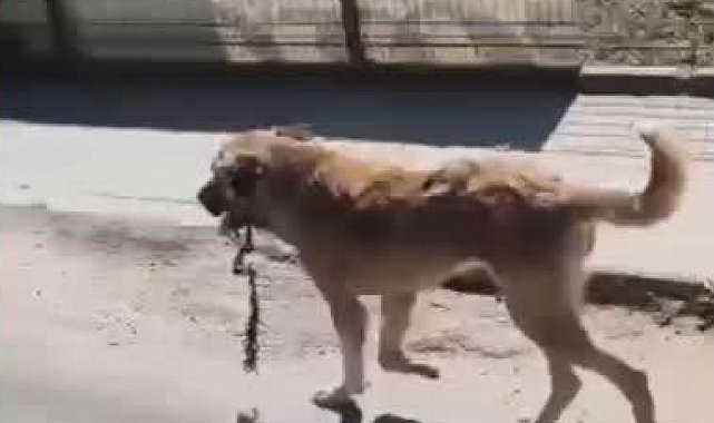Ordu'da ağzına çengel takılan köpek kurtarıldı