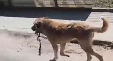 Ordu'da ağzına çengel takılan köpek kurtarıldı