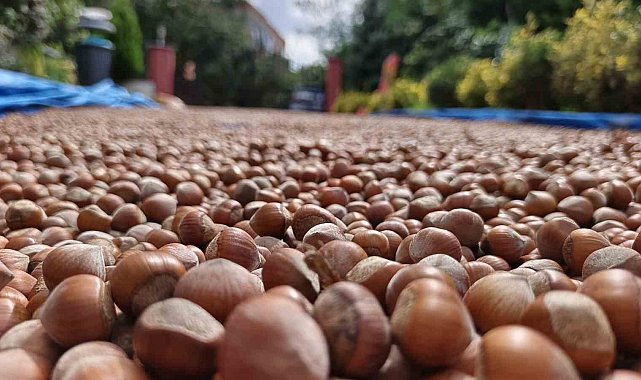 Ordu'nun yüksek kesimlerde fındıkta kurutma mesaisi sürüyor