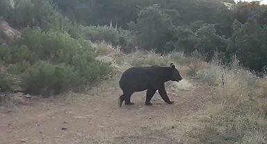 Ormanda yiyecek arayan ayı kamerada