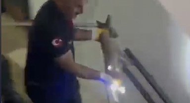 Osmaniye'de apartmanın 3'üncü katına çıkan tilki doğaya bırakıldı