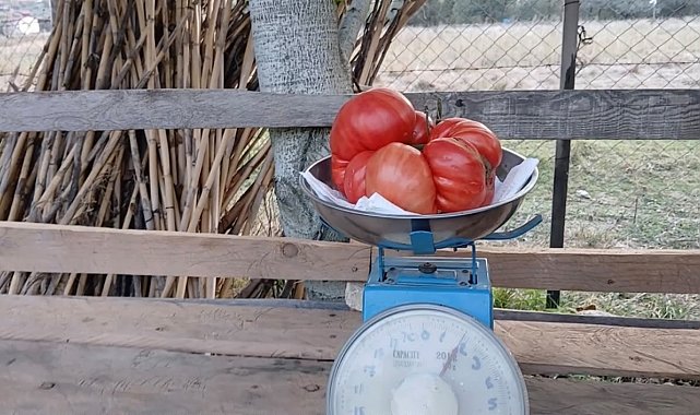 Osmaniye'de ata tohumundan 2 kiloluk dev domates yetiştirdi