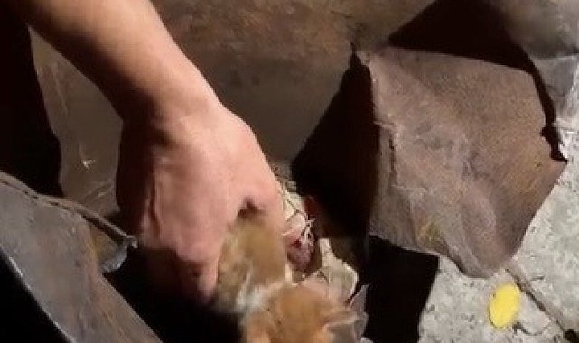 Osmaniye'de soba kovasına sıkışan yavru kedi kurtarıldı
