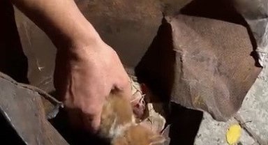 Osmaniye'de soba kovasına sıkışan yavru kedi kurtarıldı