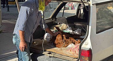 Otomobil bagajında minik "Kezban'ın" tedavisi yapıldı