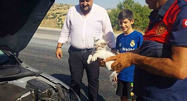 Otomobilin motoruna sıkışan kedi kurtarıldı