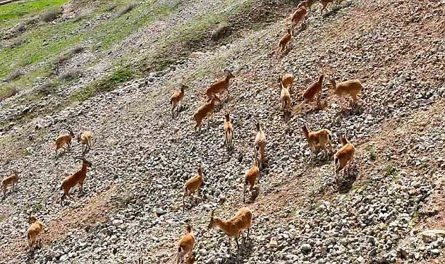 Palu Kalesi'nin eteklerinde dağ keçileri dronla görüntülendi
