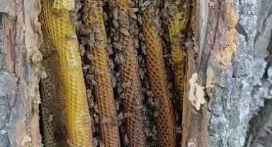 Palu'da ağaç kovuğundan petek petek bal çıktı