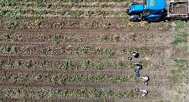 Patates diyarı Bolu'da zorlu hasat mesaisi başladı