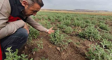 Patnos'ta Ada Çayı heyecanı: İlk hasat için geri sayım başladı