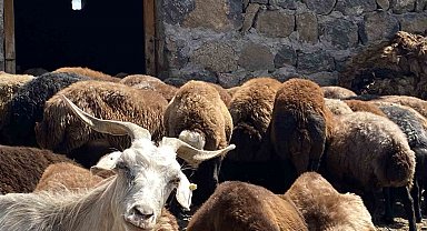 Patnos'ta koyun sağımı mesaisi devam ediyor