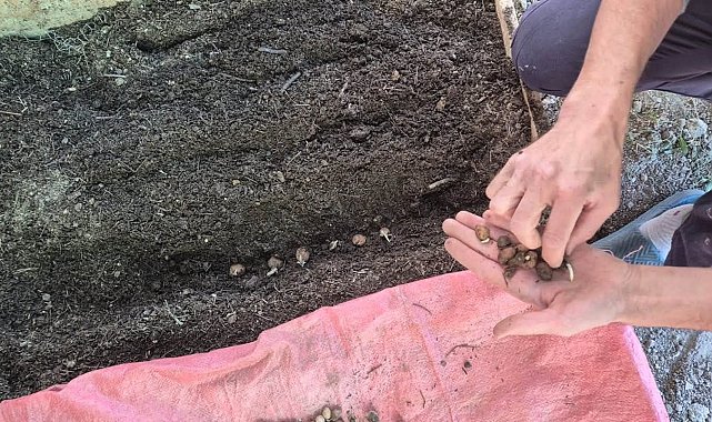 Pazarlar'da salep üretim alanında ekim kontrolü