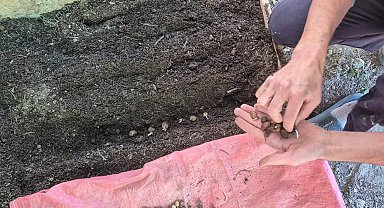 Pazarlar'da salep üretim alanında ekim kontrolü