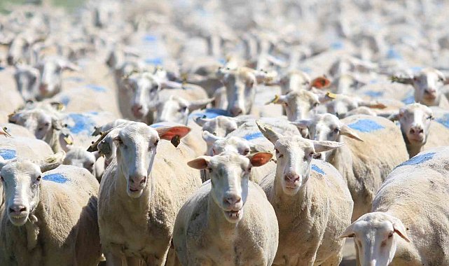 "Kırsalda Bereket" projesinde 18 bin 393 gebe düve, 9 bin 800 küçükbaş dağıtıldı