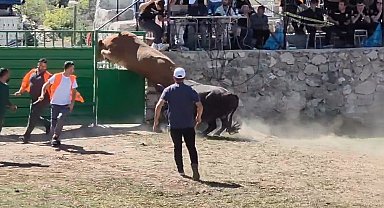 Rakibinden kaçan 600 kiloluk boğa olimpiyat sporcularına taş çıkardı