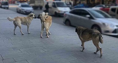 Sahipsiz hayvanlara yönelik denetim yapılacak