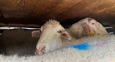 Sakarya'da 2,2 ton midye ve 156 küçükbaş ele geçirildi