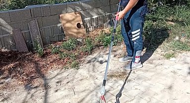 Samandağ'da yerleşim yerinde görülen yılan yakalanarak doğaya bırakıldı