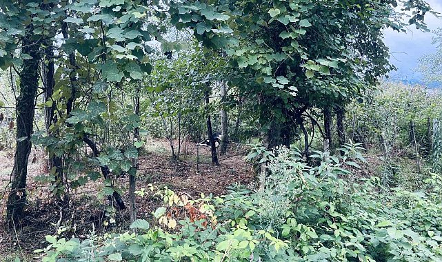 Samsun'da elektrik akımına kapılan 2 kişi yaralandı, 1 büyükbaş hayvan telef oldu