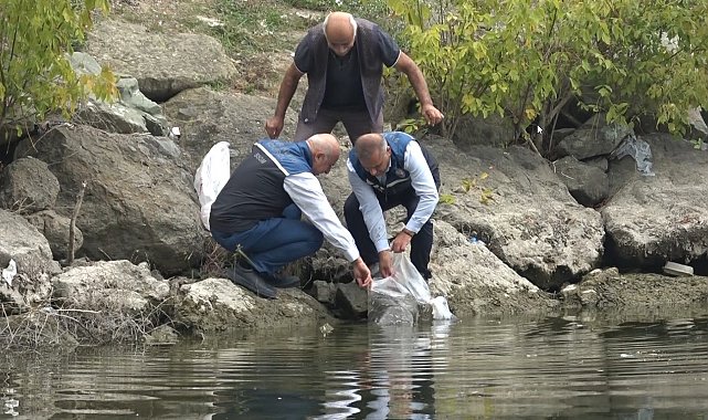 Samsun'un iç suları 1 milyon 125 bin sazan yavrusu ile balıklandırıldı