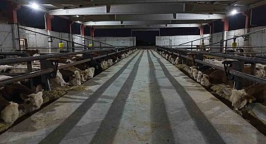 Şanlıurfa kırmızı et üretim merkezi oluyor