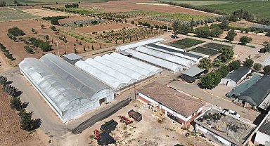 Şanlıurfa'da 500 bin mevsimlik çiçek üretilecek