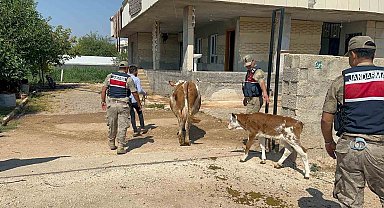 Şanlıurfa'da büyükbaş hayvan dolandırıcılığında 1 gözaltı