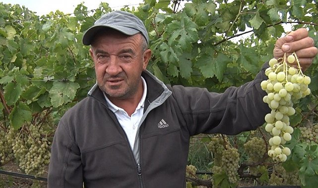 Sarı altın Müşküle üzümünde hasat heyecanı başladı