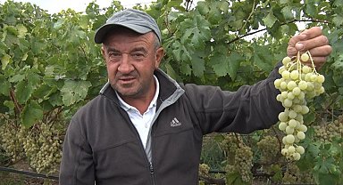 Sarı altın Müşküle üzümünde hasat heyecanı başladı