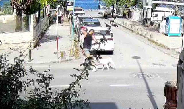 Sarıyer'de başıboş köpekler vatandaşları tedirgin ediyor