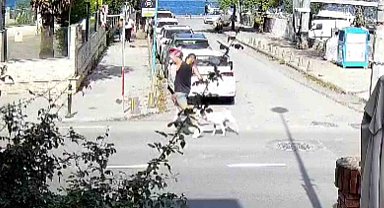 Sarıyer'de başıboş köpekler vatandaşları tedirgin ediyor