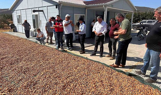 Şarköy'de badem hasadı başladı
