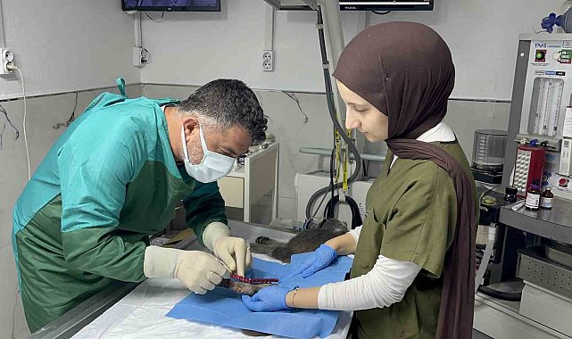 Sekizinci kattan düşerek bacakları kırılan kedi, başarılı operasyon sayesinde 4 günde yürümeye başladı