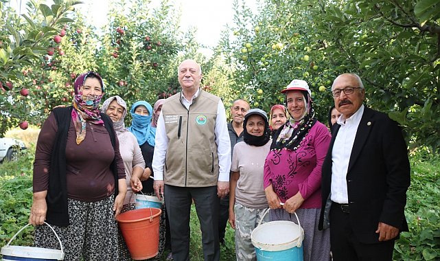 Şemsi Bayraktar, Çivril'de elma hasadı yaptı